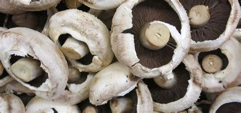 Ich habe die portobellos in den usa im zweierpack immer bei whole foods bekommen und in deutschland vermisst. Portobello Pilz: Leckere Ideen für Veganer - Utopia.de