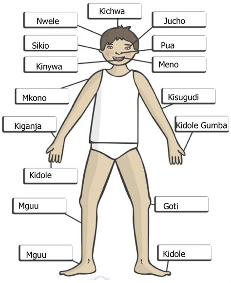 ⬤ flashcards exercise about body parts. A Student Radiographer goes abroad!: Swahili Body Parts ...