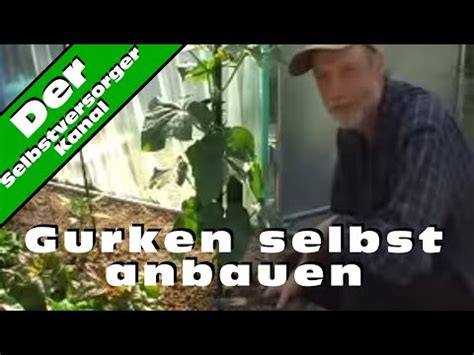 Gurkenpflanzen kaufen sie bequem online bei gärtner pötschke. Der richtige Anbau von Schlangengurken - YouTube