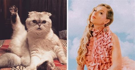 Maybe you would like to learn more about one of these? Quiz: Which Taylor Swift Cat Are You?