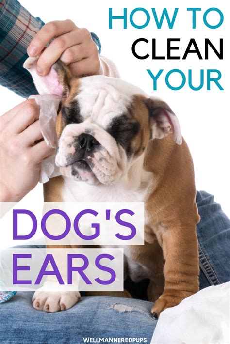 Here are the basic steps to follow: How to Clean your Dog's Ears | Dog ear, Dogs, Cleaning ...