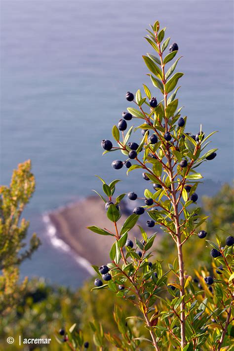 I frutti esotici non tropicali vanno in questa sezione. Macchia mediterranea in Liguria