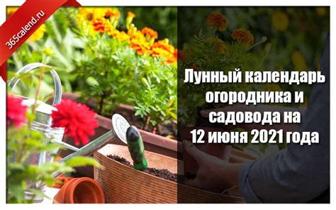 До конца года остаётся 202 дня. Лунный календарь огородника и садовода на 12 июня 2021 ...