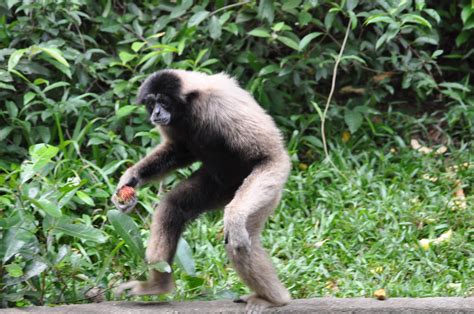 A comparison of hylobatid survey methods using triangulation on müller's gibbon (hylobates muelleri) in sungai wain protection forest, east kalimantan, indonesia. Image - Hylobates muelleri (Müller's Bornean Gibbon ...