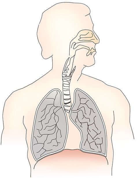 Otros temas de este capítulo. Enfermedad Pulmonar Obstructiva Crónica: Síntomas, Diagnóstico