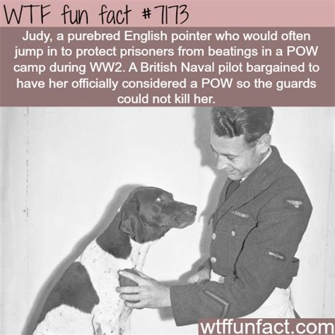 People fight and die and in the end the side that does the best job of killing and destroying wins. This dog saved prisoners of war from beatings - WTF Fun ...