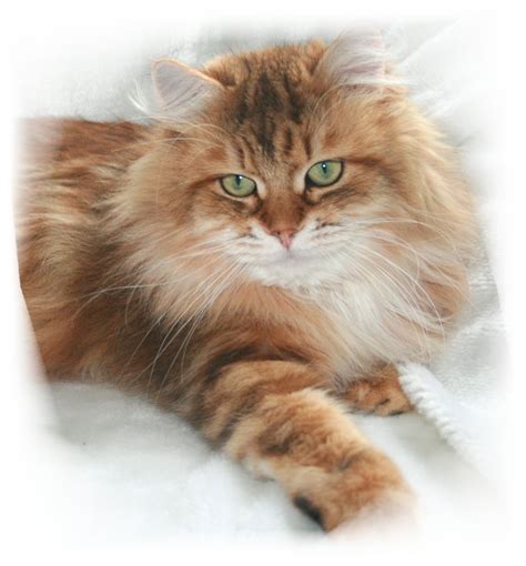 A great collection of tabby cat names. Siberian Cat golden