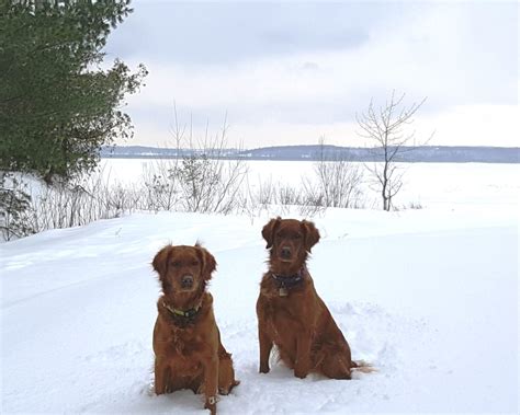 If you still insist that a golden is the dog for you, read on. Grace Tana 2017 Grand Traverse Bay - Snowy Ridge Golden ...