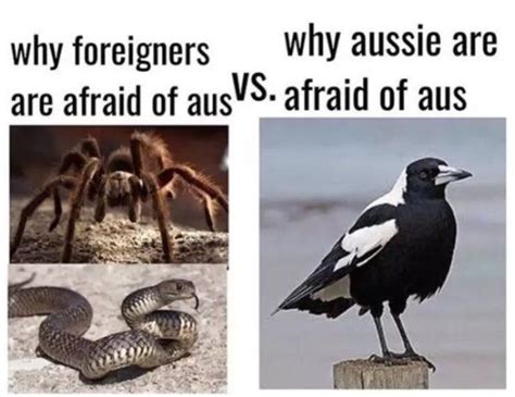 Really funny short latest jokes for friends, whatsapp. Only Australians will understand (30 Photos) in 2020 ...