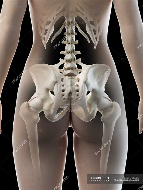 Lower back of the head. Bones Of Female Back : Sex Differences In The Skull ...