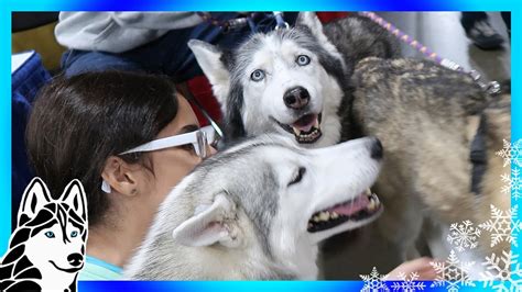 The global pet expo the show is presented by the american pet products association and the pet industry distributors association. HUSKY CUDDLE PUDDLE | Novi Pet Expo Meet and Greet - YouTube