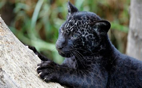 Big cat rescue volunteers made him his very own black panthers at claws n paws wild animal park in the beautiful pocono mountains of. Black Leopard Baby💜 | Black jaguar animal, Jaguar animal ...