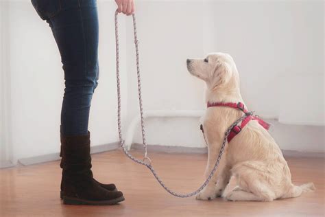 Doggy boot camp is a course specially designed for owners who only want very little participation, or no participation at all in the training process of their dog. Best Dog Obedience Training Near Me | Dog Obedience ...