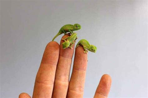 I saw an ad for burial plots, and i thought… How To Take Care of Chameleon Babies - Animal Lova