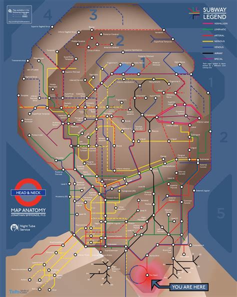 Welcome to innerbody.com, a free educational resource for learning about human anatomy and physiology. Anatomy of the human head in the style of a London tube ...