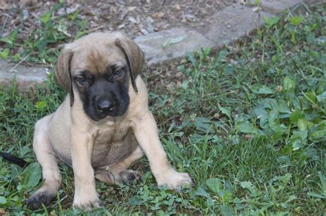 Join millions of people using oodle to find puppies for adoption, dog and puppy listings, and other mastiff · honey brook, pa. Here is a 6 week old female English Mastiff puppy that is ...