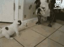 Looking for hilarious dog gifs? Graciosos GIFs | Tenor