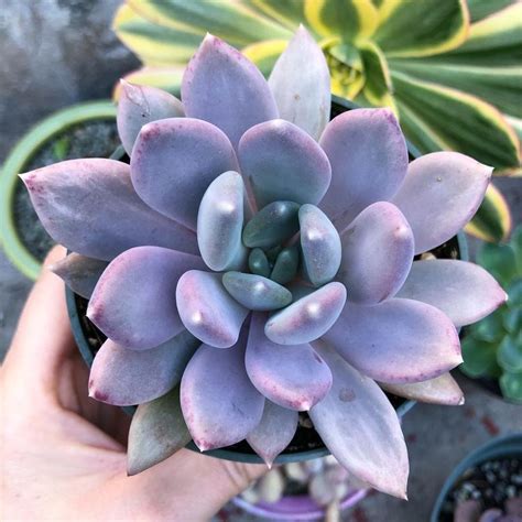 The plant's pads, also known as nopales, can be boiled and you can get some moisture from cactus fruit and all cactus fruit is edible, though all do not taste good. Top 20 Most Beautiful Purple Succulents In The World (With ...