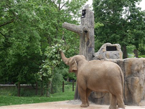 2021 zoo pride week official thread! Zoo Karlsruhe mit Masterplan - mehr Platz für Elefanten ...