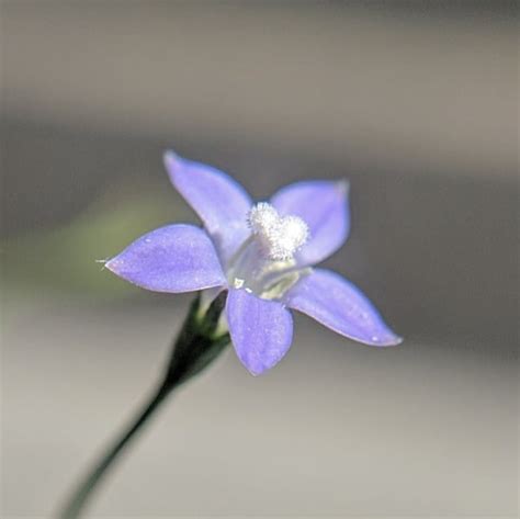 Wahlenbergia gracilis g.forst., a.dc., 1830, augalų (plantae) karalystės magnolijūnų (angiospermae) skyriaus magnolijainių (magnoliopsida) klasės (campanulales) eilės (campanulaceae) šeimos (wahlenbergia) genties rūšis. Sprawling Bluebell (Wahlenbergia gracilis) - Weeds of ...