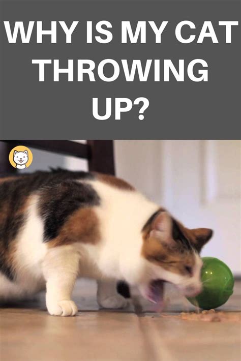 He would throw up his food and then just liquid. Why Is My Cat Throwing Up? | Cat throwing up, Cats, Cat facts