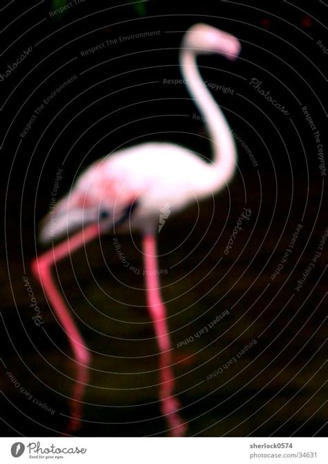 Modify tier labels, colors or position through the action bar on the right. Größere Flamingos Tier - ein lizenzfreies Stock Foto von ...