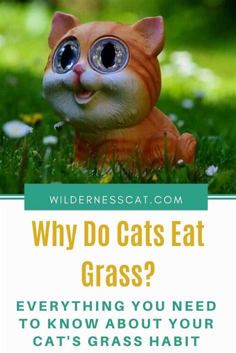 Curious about other cat behaviors? Why Do Cats Eat Grass? What You Need to Know | Foods cats can eat, Cat grass, Cat throwing up