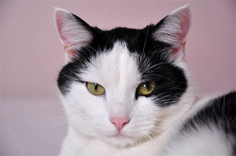 White cats are truly beautiful creatures. Black and White Cat · Free Stock Photo