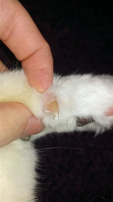 I have several of these dew claws and you will receive 10 as described. Gypsy has a thick old claw (kitten, shedding, medicine ...