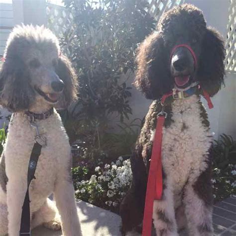 Why does your eye keep twitching? Zen Dog Spotlight: Truman and Sylvie — DogZenergy