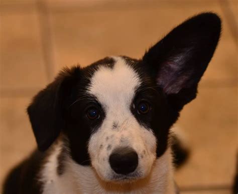 We consider our corgis all 'winners' whether in the show ring or on the 'home circuit'… Adorable Cardigan pup | Corgi, Pup, Dogs