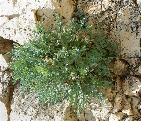 Maybe you would like to learn more about one of these? Rupicapnos africana - Plant Biodiversity of South-Western ...