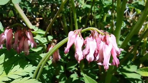 This plant blooms with brilliant sky blue flowers that pop up over hardy silvery. Best Shade Perennial Flowering Plants, Full/Partial Shade ...