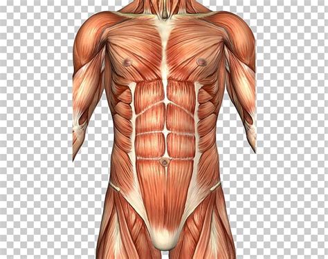The anterolateral abdominal wall formed of 4 layer skin, fascia, muscles, and peritoneum. Male Anatomy Abdomen