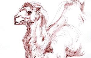 In part 4 of glenn vilppu's animal drawing series he focuses on deer, sheep, goats, and other grazing animals. Online class: Animal Drawing with Glenn Vilppu Spring 2018 ...