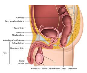 In den weiblichen geschlechtsorganen laufen eine vielzahl von prozessen unter hormonellem einfluss ab. Bilder und Videos suchen: sexualkunde