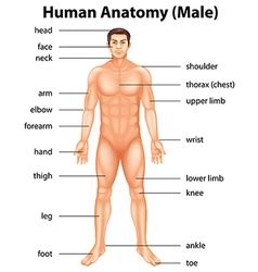 The problem with testosterone is that for both men and women, testosterone levels decline as they age. Lower & Limbs Vector Images (16)