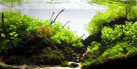 Tidak hanya fokus terhadap ikan atau hewan air saja, tapi juga membuat sebuah mikro ekosistem air. AGA 2011 Aquascaping Contest: #343