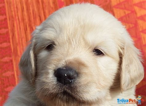 Golden retriever linea europea mantello chiaro. Disponibili Bellissimi Cuccioli Golden Retriever in ...