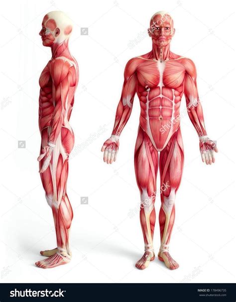 They provide movements﻿ of the spine functional anatomy: Pin on Anatomy studies