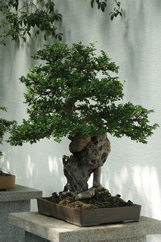 450 Art of Bonsai ideas | bonsai, bonsai tree, bonsai garden