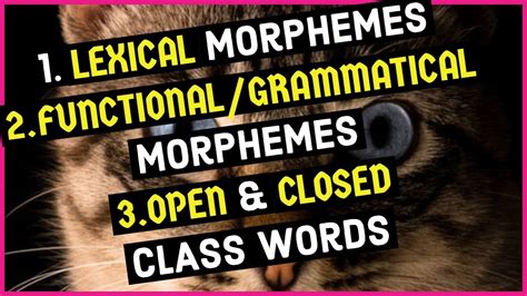 Lexical morphemes what that has meaning by themselves like boy, food , door are called lexical morphemes. Lexical Morphemes | Functional Morphemes | Grammatical ...