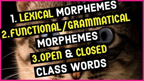 Lexical morphemes are only one type of morpheme. Lexical Morphemes | Functional Morphemes | Grammatical ...