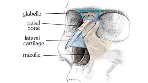 Nasal bone and cartilage palpation. How to Draw a Nose - Anatomy and Structure | Proko