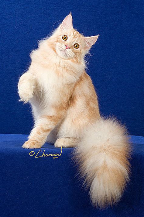 It is one of the oldest natural breeds in north america, specifically native to the us state of maine, where it is the official state cat. Jual Kucing Maine Coon Asli Jakarta - Kucing Lucu