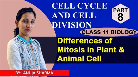 This video shows the division of an animal cell under microscopy. CELL CYCLE AND CELL DIVISION - DIFFERENCES OF MITOSIS IN ...