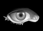 Obecně se v oblasti svého původu (andy) označuje jako „ulluco nebo „melloco. Gifs animados de Ojos ~ Gifmania