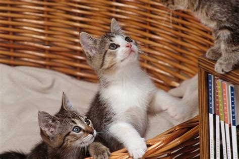 Katze und kater haben einen kratzbaum (der aber nur zum schlafen benutzt wird) und diverse kratzecken (ähnlich den schon genannten kokosmatten, nur mit einem knick, für mauerecken). Krallenspuren - Wenn Katzen an Möbeln kratzen | Lieblingstier