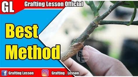 Grafting can be done by anyone who wants to have a go. Best Grafting Method On Fruit Trees - YouTube