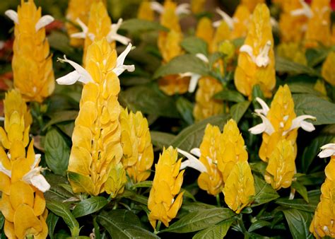 Maybe you would like to learn more about one of these? Shrimp plants are easily grown, bloom all summer ...